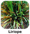 Liriope